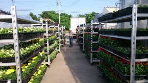 18641868_1340942335983829_1746853665_o