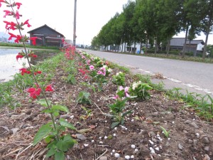 18675163_1341796595898403_1061987562_o