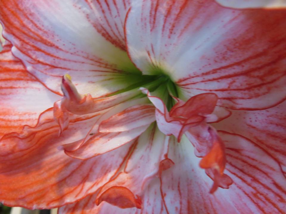 「初夏の花祭り」