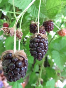 18922039_1361435037267892_5853732121042138080_n