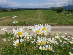 18922636_1353491498062246_5308822717738509625_o