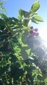 18922830_1359827517428644_2103250591185229079_o