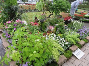 18927304_1352029234875139_1076912217_o