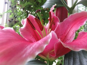 18951090_1361434997267896_5294293743130114708_n