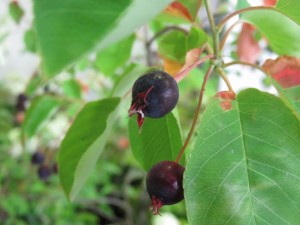 19029249_1361435117267884_5622949656828471283_n