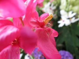 19029406_1361434977267898_8854512014061886390_n