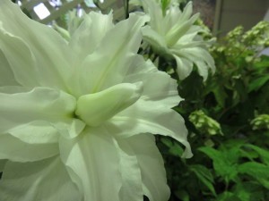 19029605_1361435260601203_1780577439133112976_n