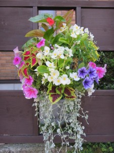 19206158_1365832713494791_1386794934_n