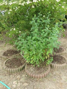 19225219_1369648923113170_6887743503393799351_n