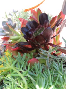 19239577_1367783816633014_703195273_n