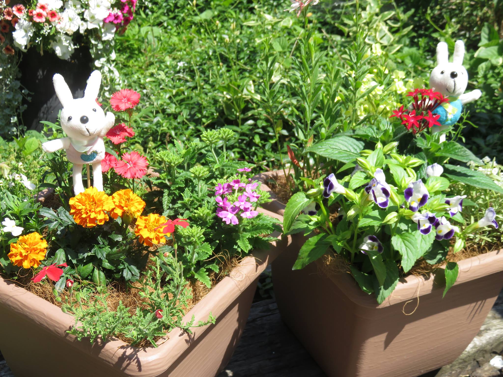 美食花の寄せ植え発送！！