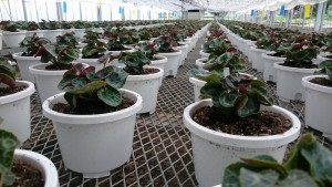 13616271_1034468286631237_719320714_o