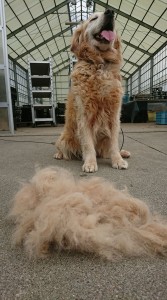 19488536_1384315261646536_4391866908034913589_o