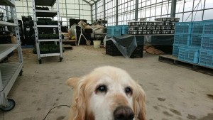 19756193_1386600324751363_1683189135_n