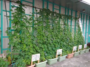 19807152_1388139947930734_1923231573_o