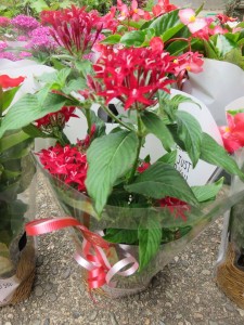 19904517_1391993640878698_825378342_n