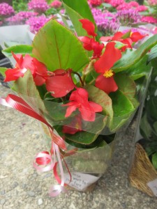 19904722_1391993650878697_1521037001_n