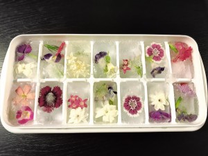 20032088_1395745283877564_2203125248826285163_n