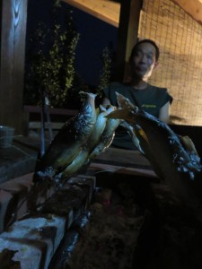 20604697_1417954458282616_3080394832823200014_n