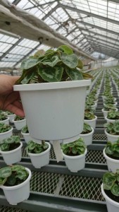 20623912_1416077631803632_907375079_n