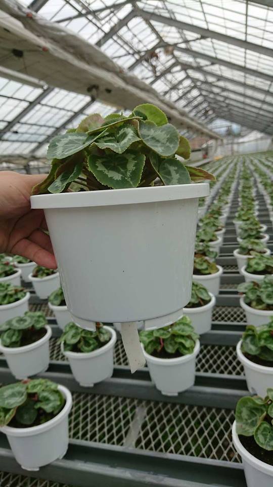 シクラメンの底面皿にも水が入りました！！