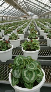 20624489_1416077615136967_118413258_n