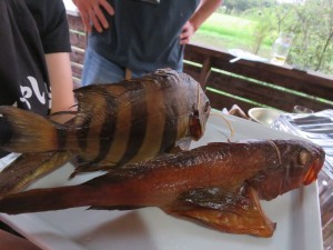 20626326_1417954328282629_6539584368841059993_o