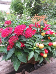 20750923_1421902997887762_1067381132_n