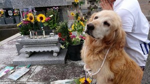 20768040_1426315660779829_4978534328281670531_n