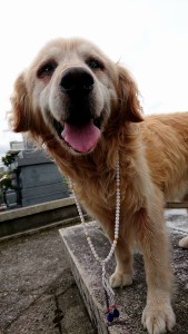 20800343_1426315670779828_5925165024497938896_n