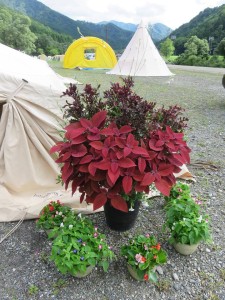 20992850_1433956376682424_6119100674911934653_n