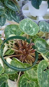 21209053_1439468922797836_264930528_n