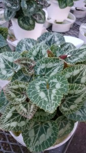 21244596_1439469016131160_1624488799_n