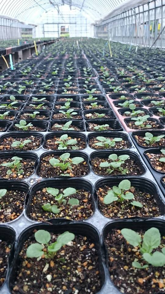 ビオラ・葉牡丹も順調♪