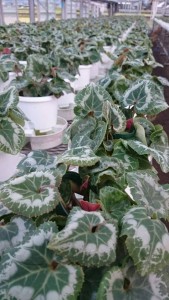 21268839_1439468586131203_1341560002_n