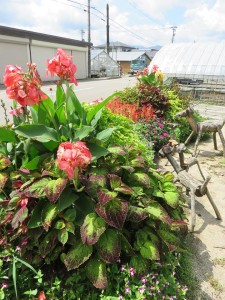 21269909_1441682882576440_379584217_n