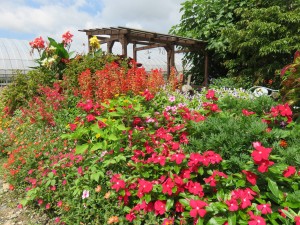 21329683_1441682939243101_180050375_o