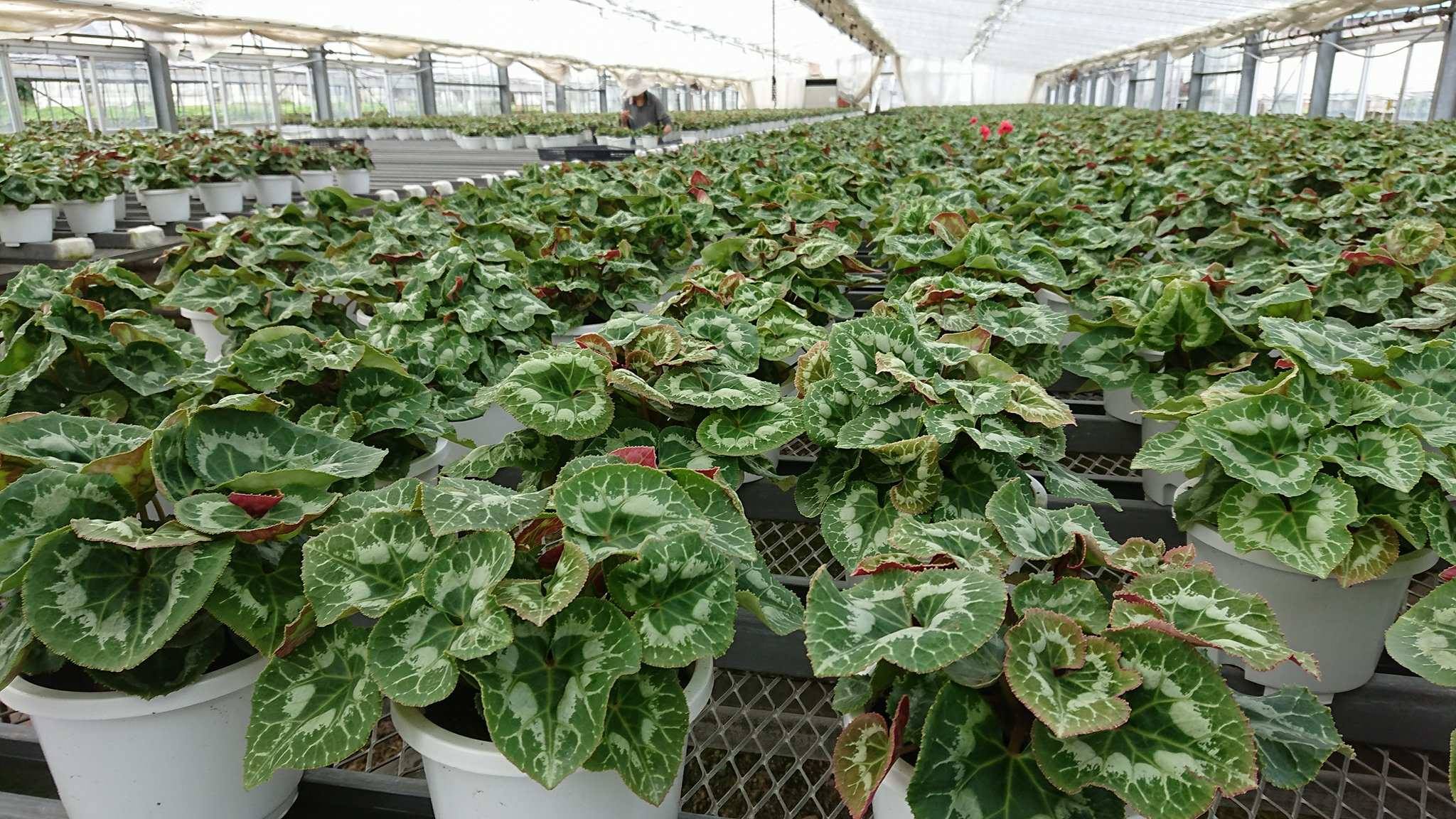 シクラメン順調です♪