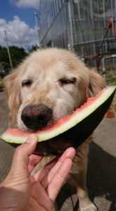 21559045_1457575977653797_6282735325036290089_n