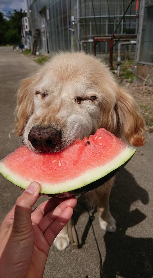 動物愛護週間♪