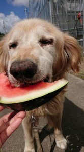 21616102_1457575850987143_1258483441137876112_n