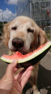 21616421_1457575924320469_2705617855344213625_n