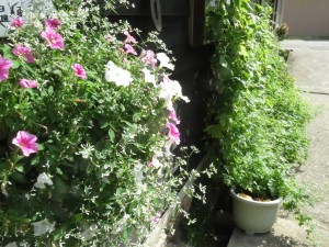 21640596_1452979891446739_1606386099_o