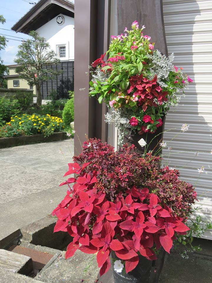 我が家のお庭が花盛り♪