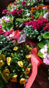 21935360_1458734257537969_465477392_n