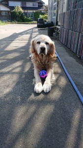 22052432_1461504247260970_1604182070_n