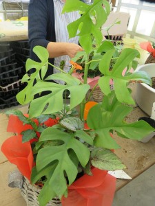 22155357_1465439020200826_413241568_n