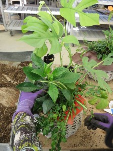 22207269_1465439043534157_1753160149_n