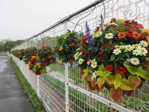 22279187_1468857073192354_1917437512_o