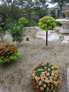 22290325_1468859553192106_1589165350_n